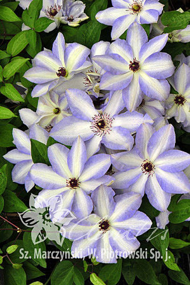 Клематис гибридный Иван Олссон Закупка М33 апрель 2026 Клематис гибридный Иван Олссон Закупка М33 апрель 2026