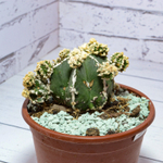 Astrophytum Myriostigma Hakujo Fukuryu (sct29585)