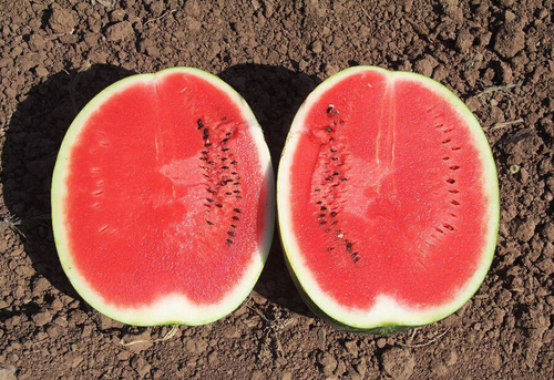 Арбуз Бомба F1