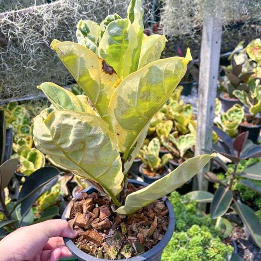 Фикус лирата FIDDLE VAR