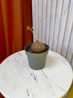 Стефания Эректа, D12см Н40см, 1шт, Нидерланды