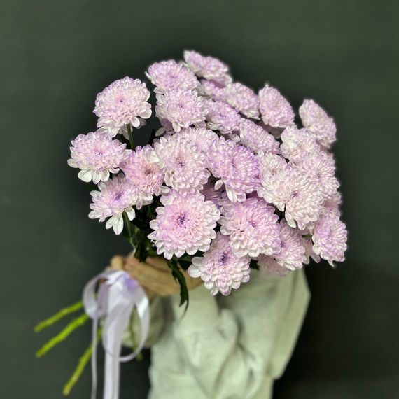 Сиреневые хризантемы