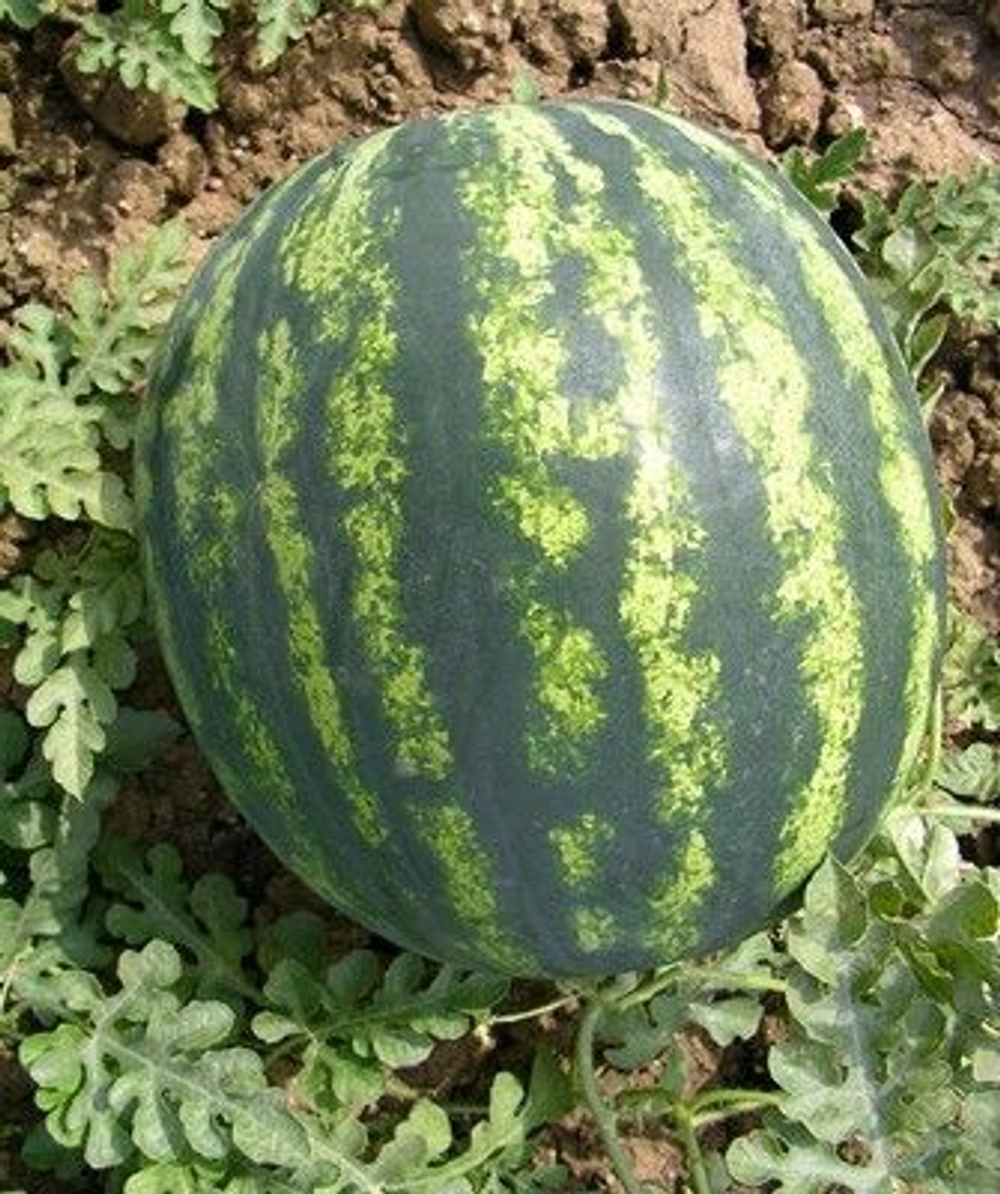 Бонта F1 семена арбуза (Seminis / Семинис)