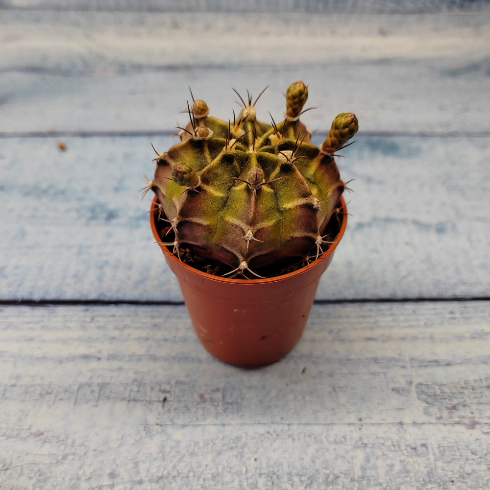 Gymnocalycium Friedrichii (Гимнокалициум)