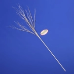 Ветка декоративная «Нежность» 77 см, Белый