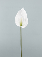 Антуриум Биг