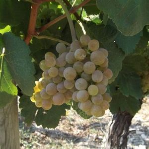 Бурбуленк (Bourboulenc) - белый сорт винограда