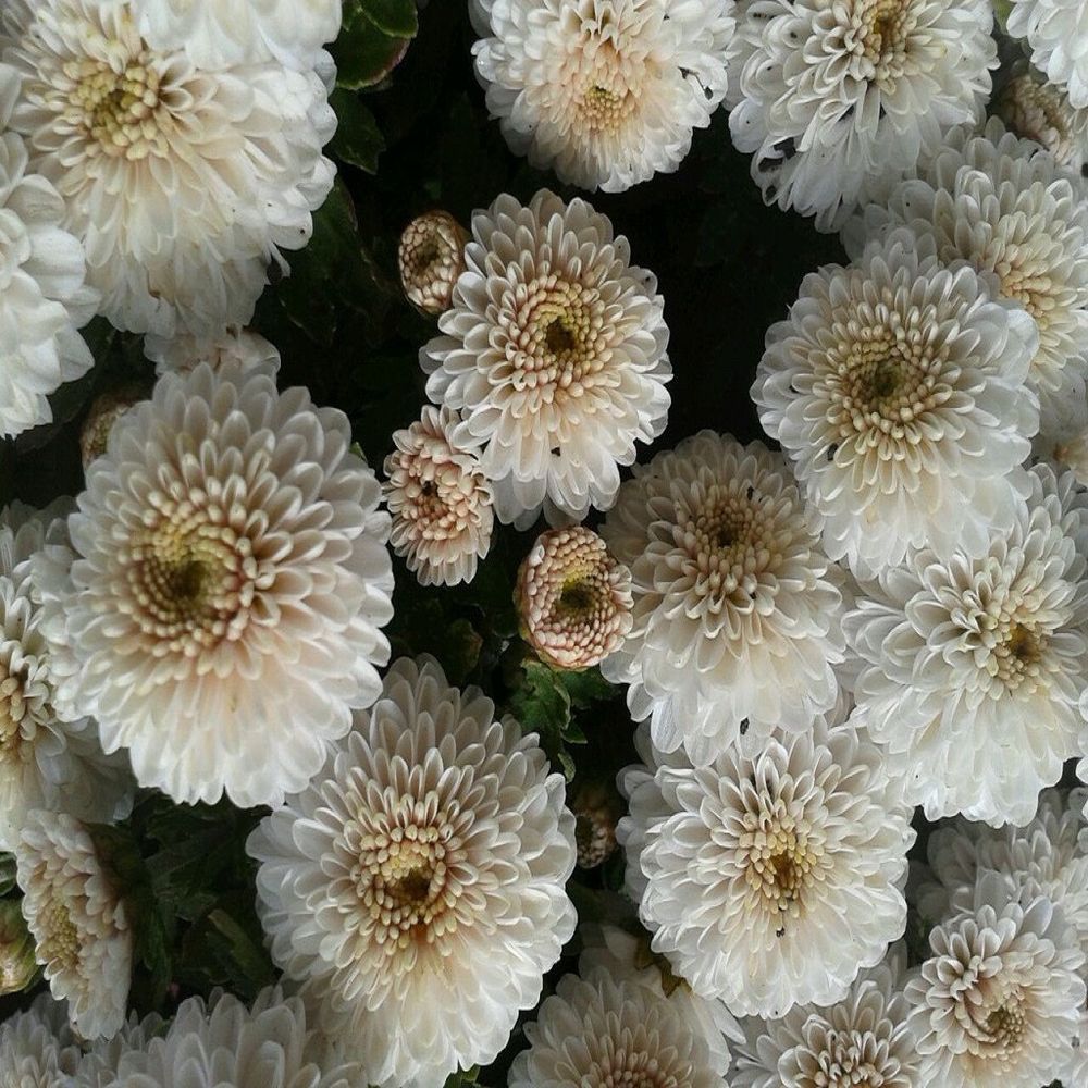 Хризантема мультифлора белая маргаритка