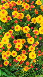 Хр4 Хризантема мультифлора