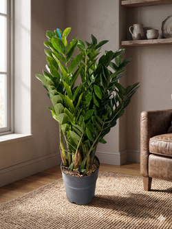 Замиокулькас Pointed Leaf д. 25