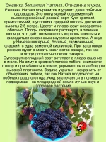 Ежевика Натчез бесшипая сладкая крупноплодная
