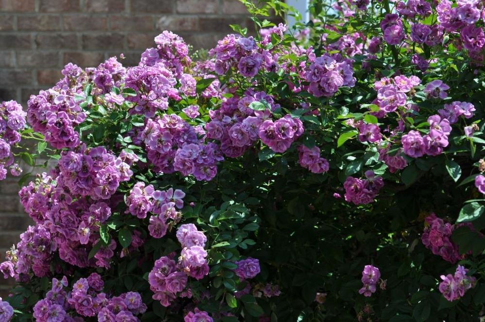 Перпл Скайлайнер (Purple Skyliner)