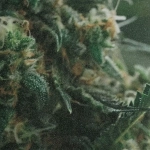 Шкурка DipGrip Mary Perforated