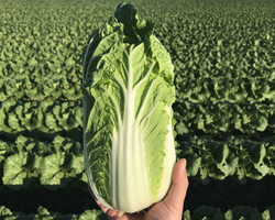 Капуста пекинская Эндуро F1 (50шт)  Витагрин Профи