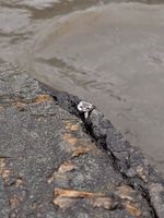 Кольцо Crystal Drop с горным хрусталем