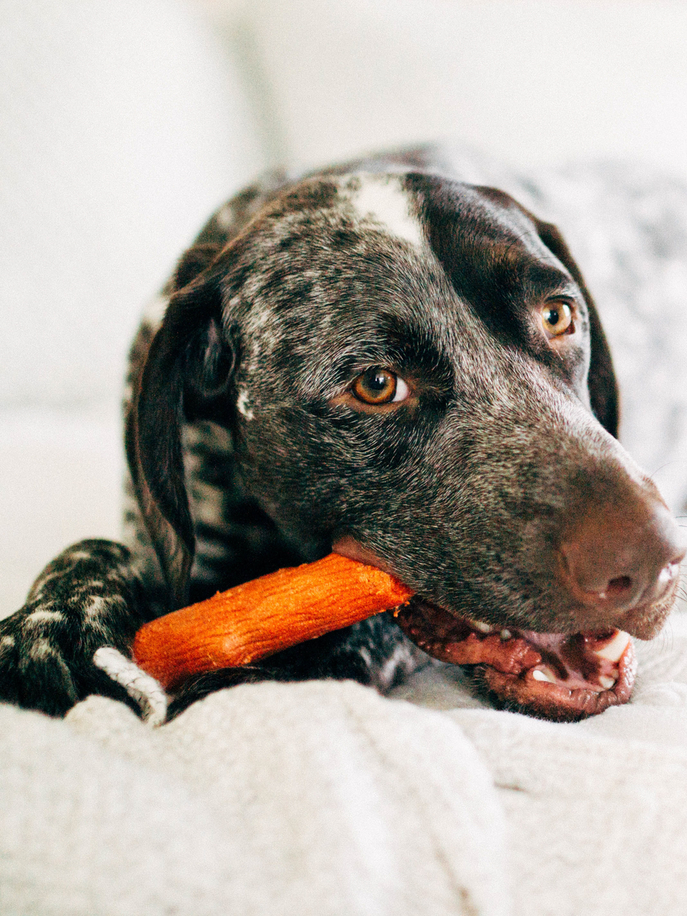 Petstages игрушка для собак Mesquite Dogwood с ароматом барбекю 18 см средняя