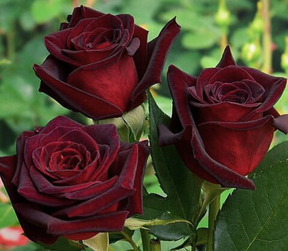 Роза Черная магия чайно-гибридная