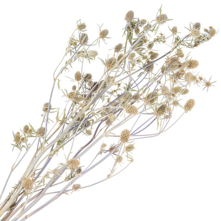 Сухоцветы набор "Эрингиум (Синеголовик)" H50см (5шт) (Натуральный)