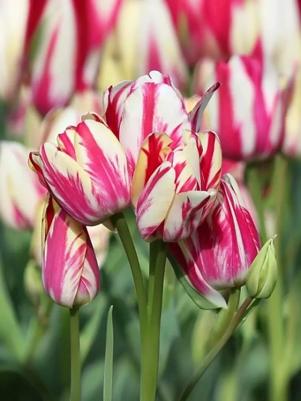 Тюльпан Многоцветковый Фламинг Клаб