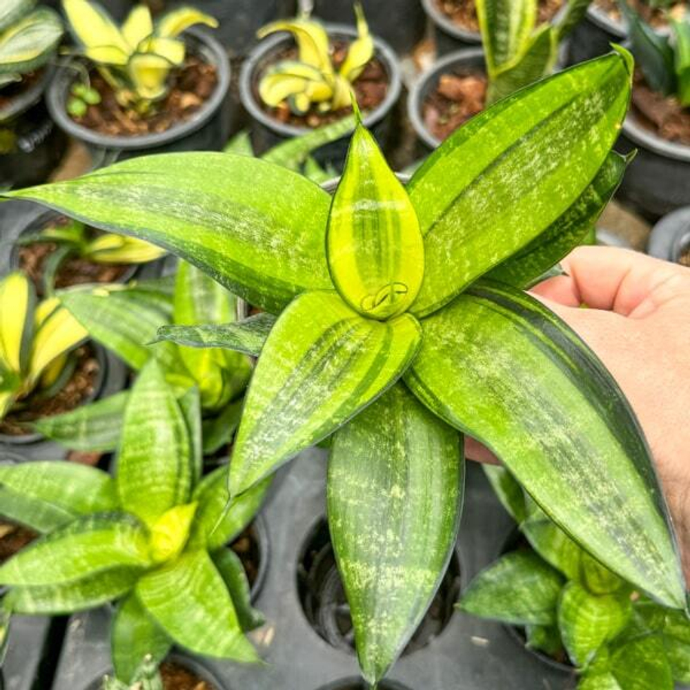 Сансевиерия HAHNII GOLD PHILIPPINE