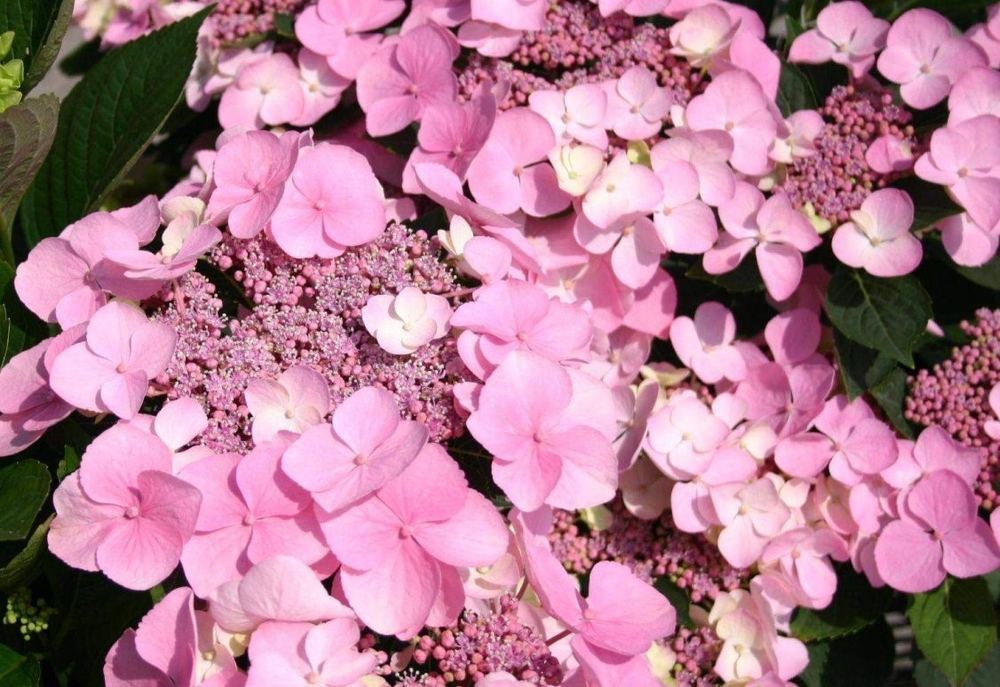 Mariesii Perfecta (Маризи Перфекта) Р12 Европа 2026