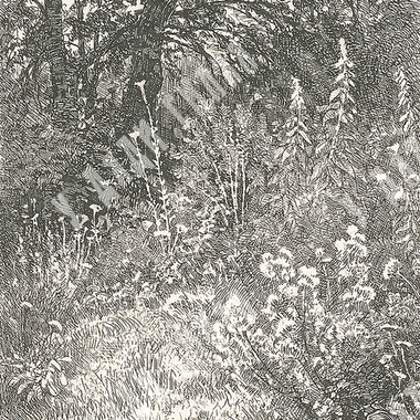 Шишкин И. И. Лесные цветы. Бумага, офорт. 1873.