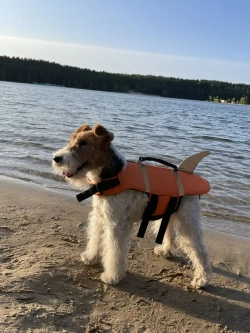 Спасательный жилет для собак и всех животных