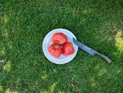 Бычье сердце Абаканское сорт томата