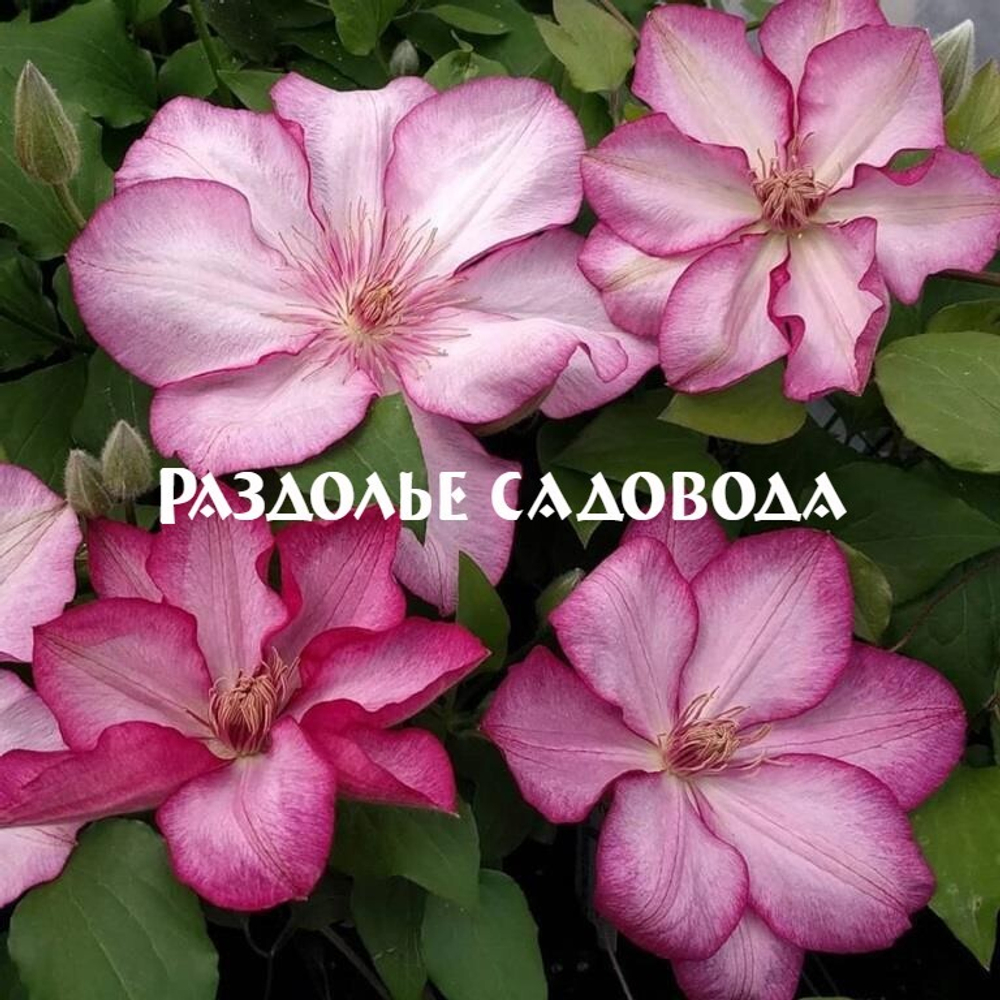 Клематис крупноцветковый Либерти