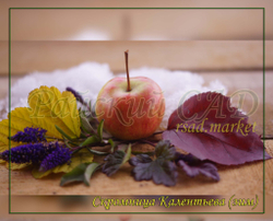Яблоня Скромница Калентьева.