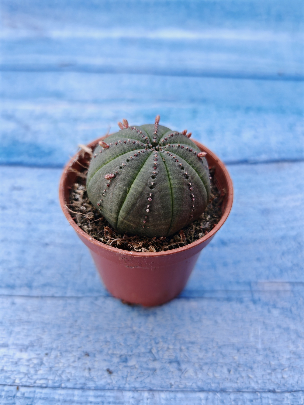 Euphorbia Obesa (Эуфорбия)