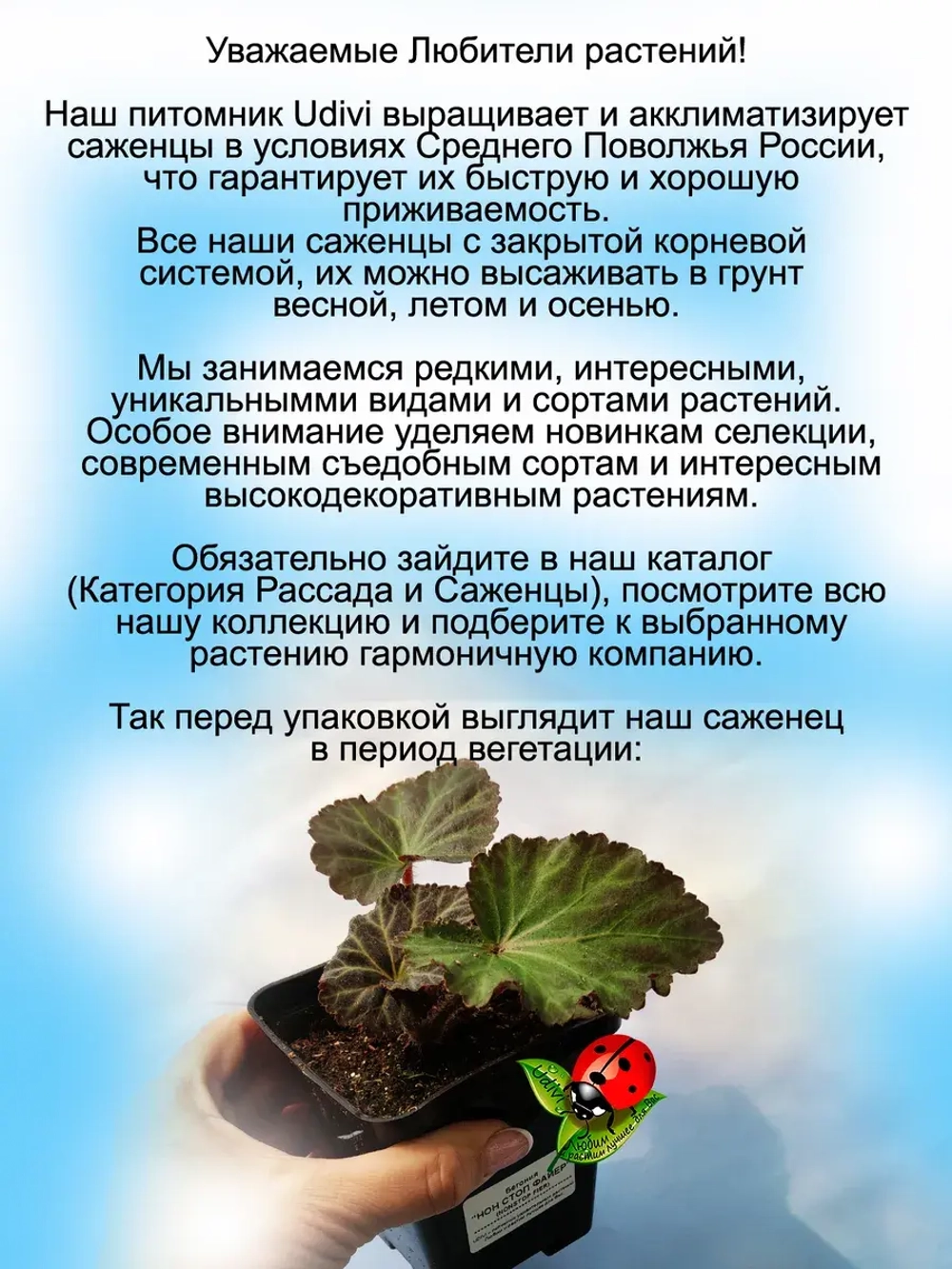 Бегония Нон стоп Файер