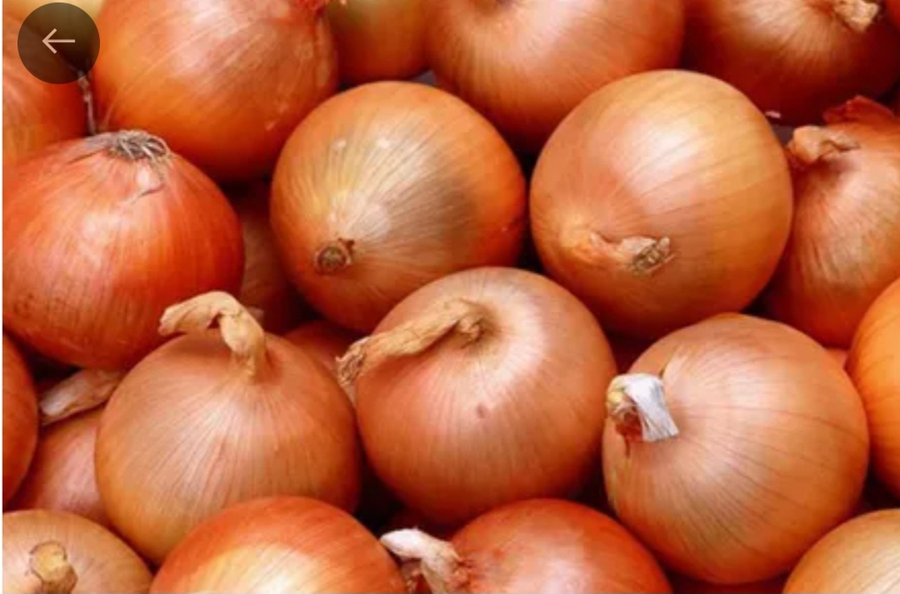 Лук Манас- Manas F1 250000 семян