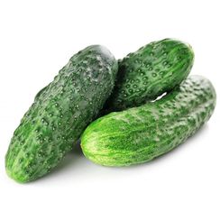 БЬЕРН F1 семена огурца (Enza Zaden | Alexagro)