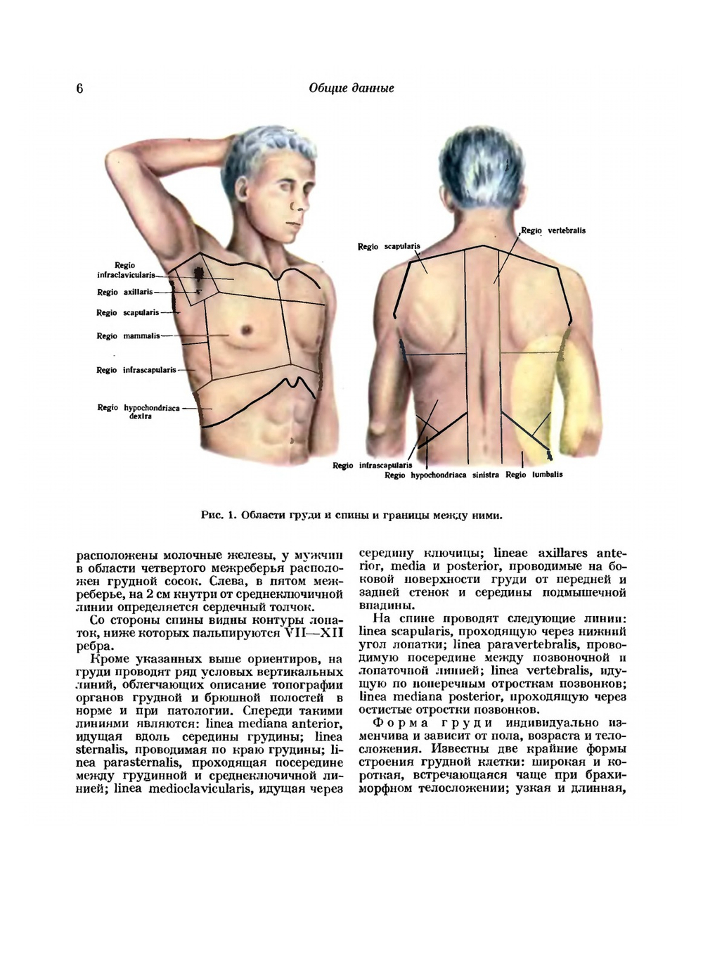 Атлас топографической анатомии человека. Том 2. Грудь, живот, таз | Ю.Л. Золотко