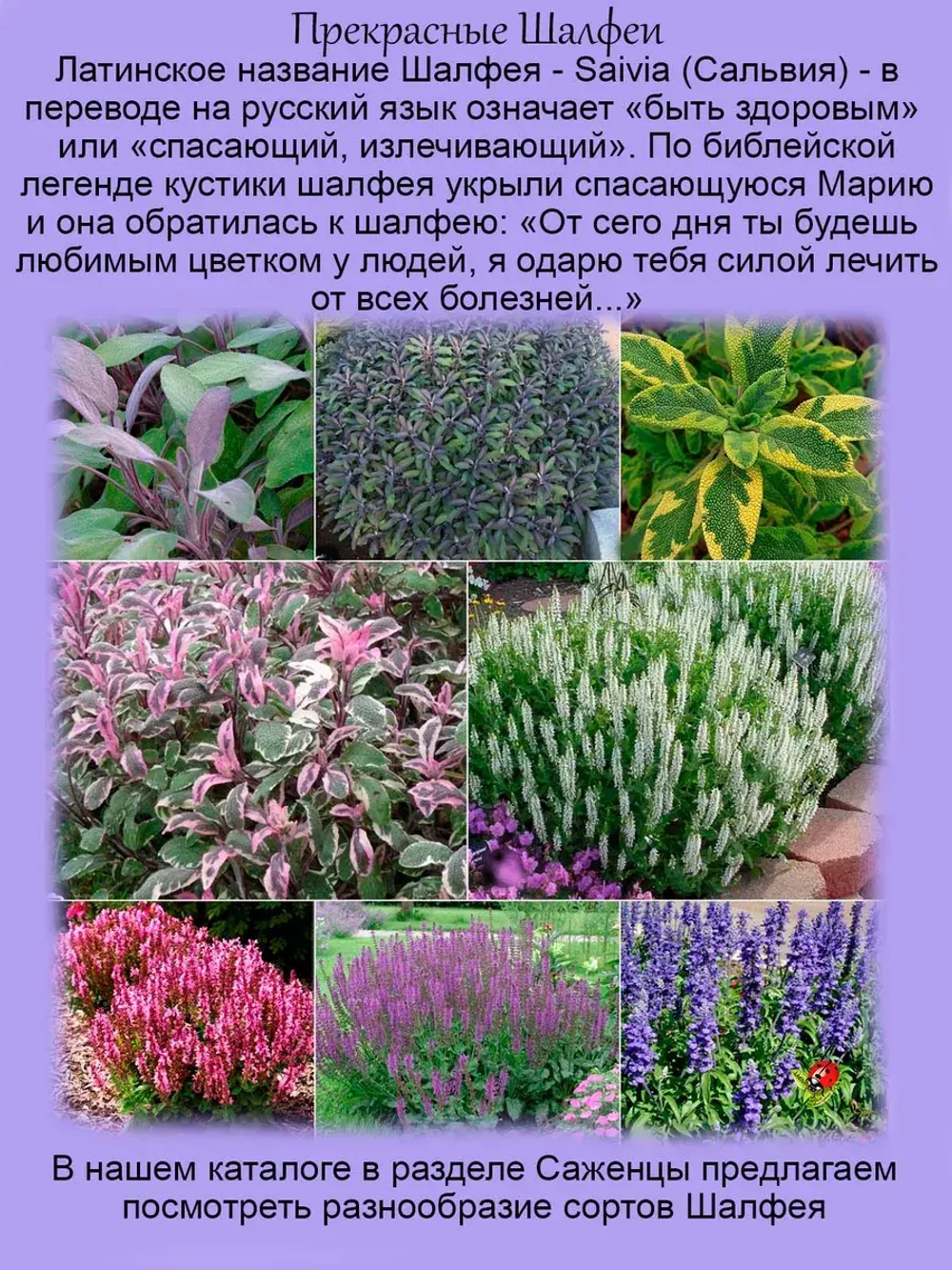 Шалфей Иктерина вариегатный золотой