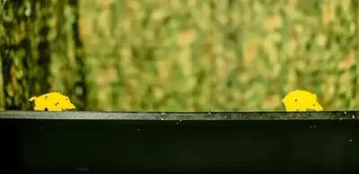 Мишень "Бегущий кабан"