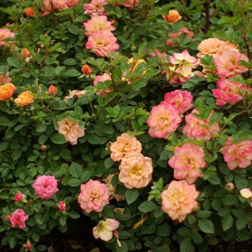 Роза Эприкот Клементина С7 Закупка М57 июнь 2026