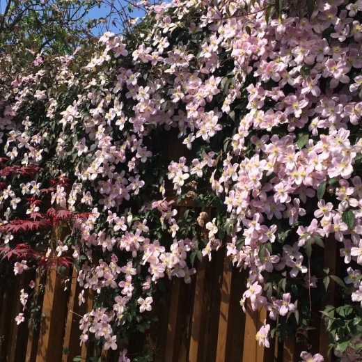 Клематис горный Элизабет трехлетка наличие