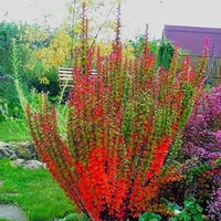 Барбарис "Атропурпуреа Эректа"