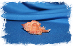 Раковина Chicomurex Venustulus, Chicoreus gloriosus, Мурекс венустулус