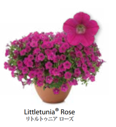 ЕВРО Petunia Littletunia Rose укорененный черенок февраль 26 DAN