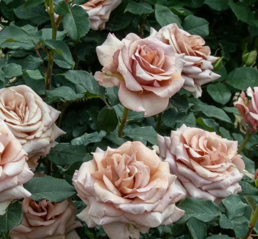 Мокароза (Mokarosa)