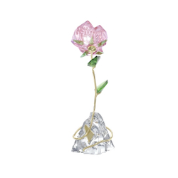 FLORERE:ROSE