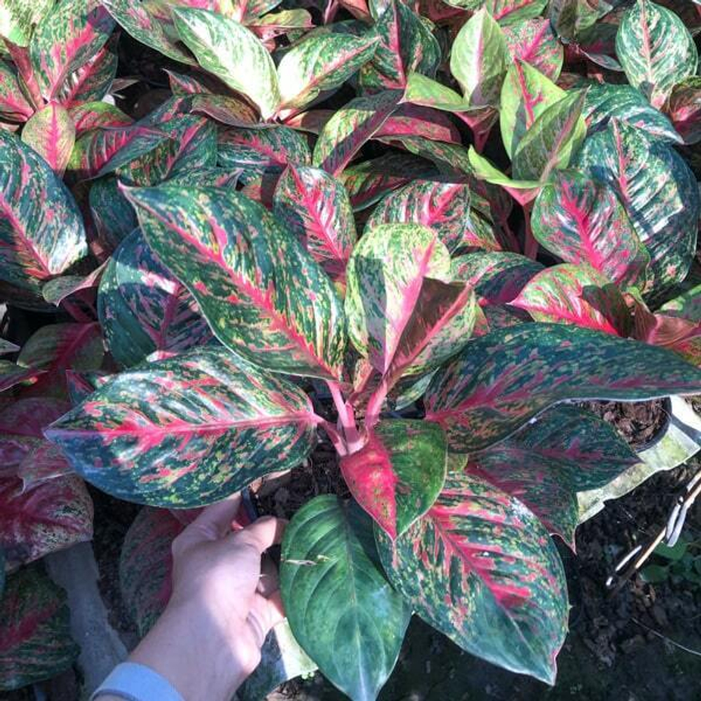 Аглаонема SOMBAT SIAM