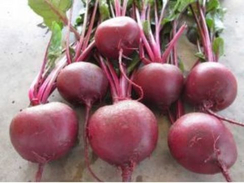 Фалькон F1 семена свеклы (Sakata / Саката)