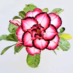 Адениум ALESHA