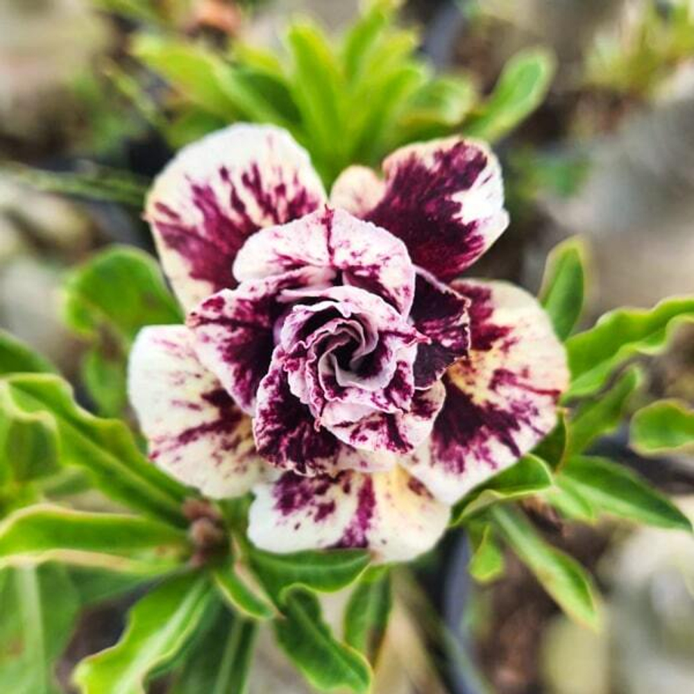 Адениум обесум WIN