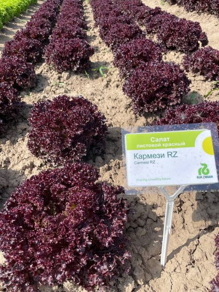 КАРМЕЗИ семена салата Rijk Zwaan характеристика