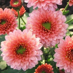 Хризантема корейская Дюймовочка